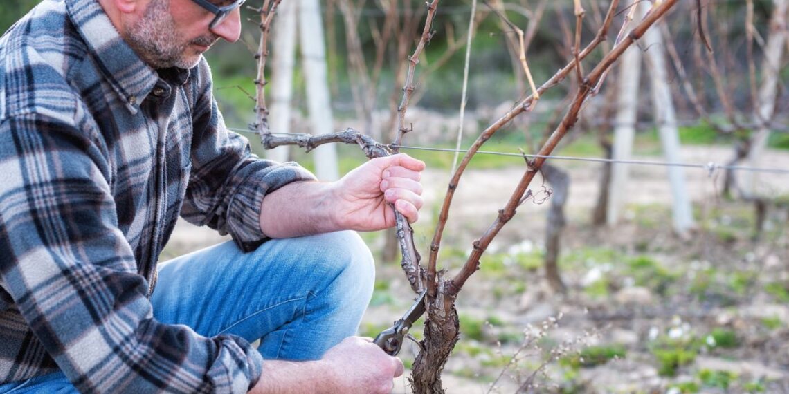 Žiemos vynmedžių genėjimo revoliucija: vienaragio šniuro metodas garantuos gausesnį derlių