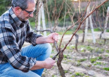 Žiemos vynmedžių genėjimo revoliucija: vienaragio šniuro metodas garantuos gausesnį derlių