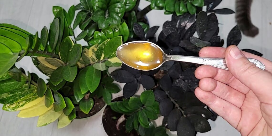 Kaip paskatinti pinigų medžio augimą? Paprastas naminis sprendimas