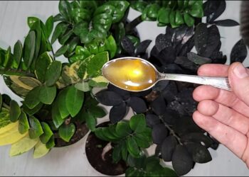 Kaip paskatinti pinigų medžio augimą? Paprastas naminis sprendimas