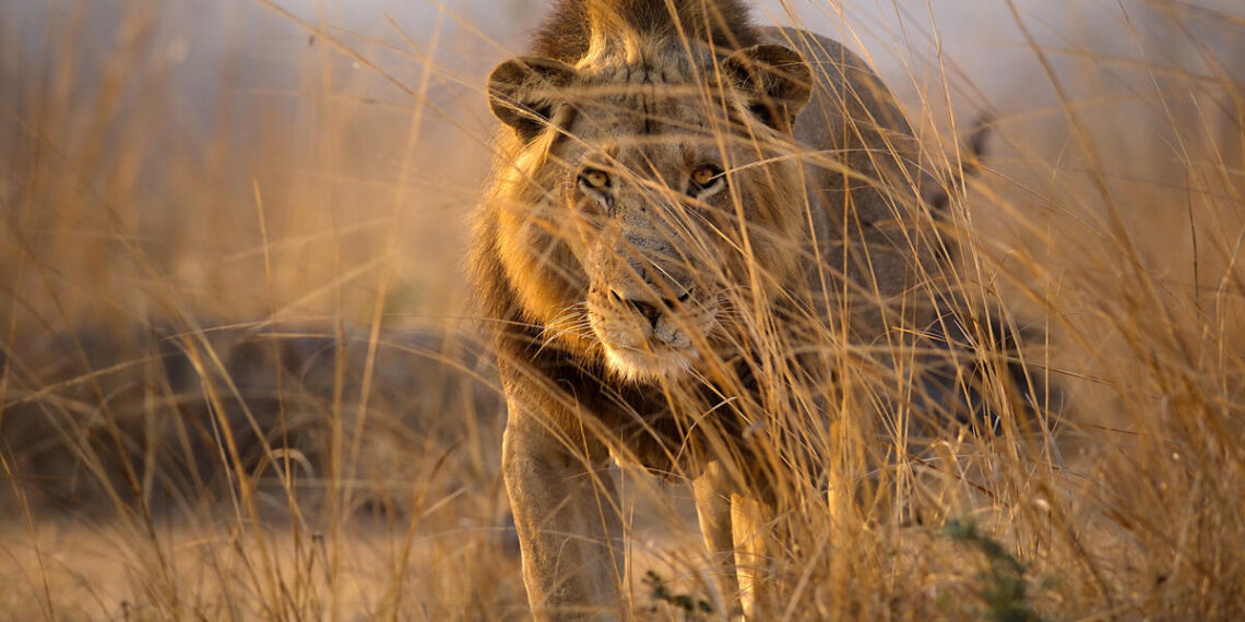 1400 dienų vienoje vietoje: neįtikėtina gyvūnų istorija, kuri sukrėtė mokslininkus