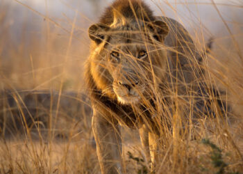 1400 dienų vienoje vietoje: neįtikėtina gyvūnų istorija, kuri sukrėtė mokslininkus