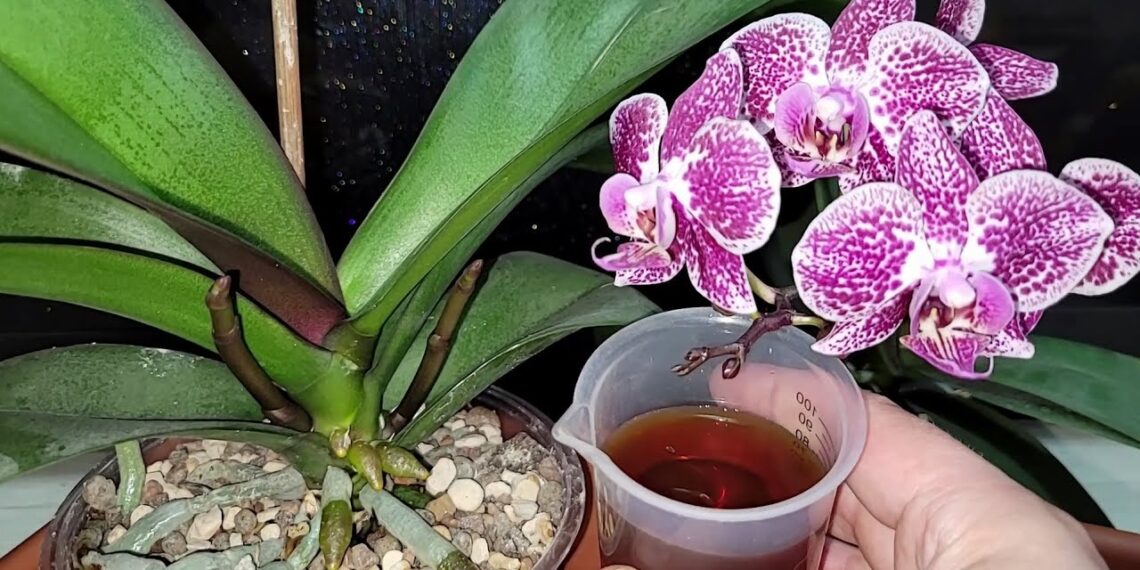 Sodininkų paslaptis: ką įlašinti į litrą vandens, kad orchidėja žydėtų ilgiau