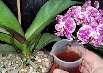 Sodininkų paslaptis: ką įlašinti į litrą vandens, kad orchidėja žydėtų ilgiau