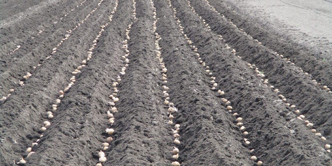 2 šaukštai pelenų į duobutę: senas triukas, kuris gali padėti užauginti didesnes bulves