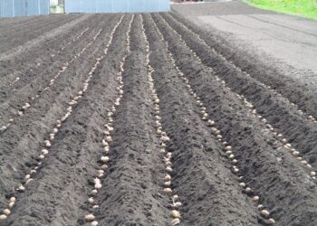 2 šaukštai pelenų į duobutę: senas triukas, kuris gali padėti užauginti didesnes bulves