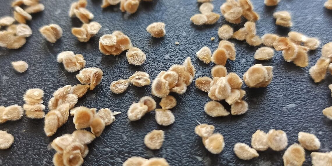 20 metų sodininkų triukas: sodos tirpalas padeda agurkams ir pomidorams sudygti geriau