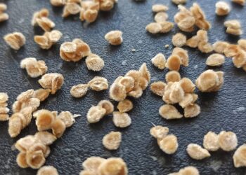 20 metų sodininkų triukas: sodos tirpalas padeda agurkams ir pomidorams sudygti geriau