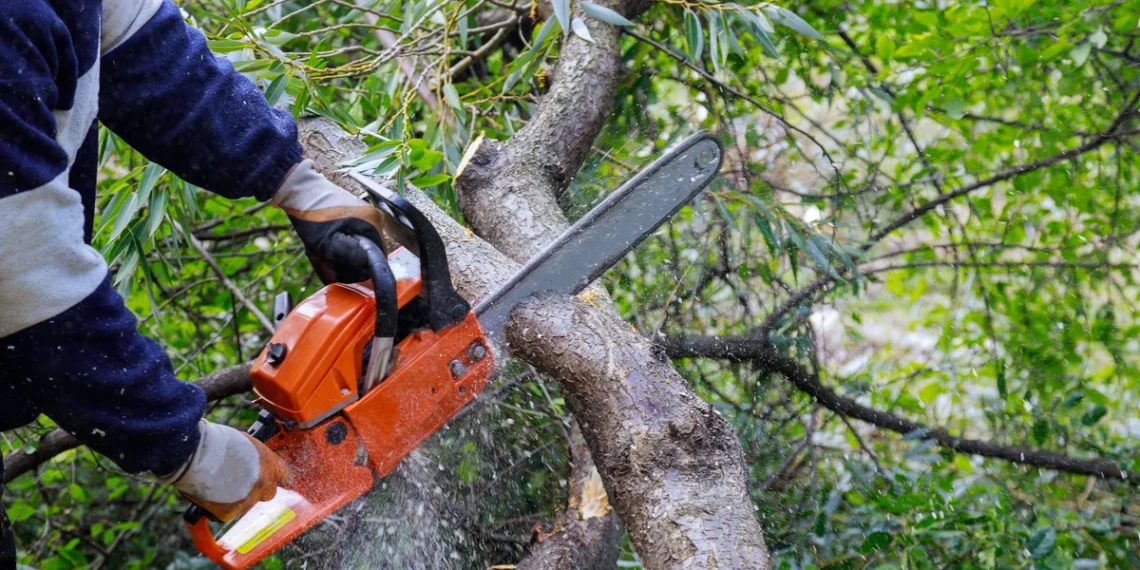 2026 m. medžių kirtimo revoliucija: ar nuo šiol savo sklype galėsi kirsti be leidimo?