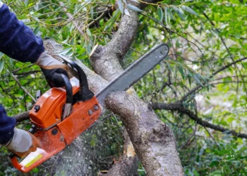 2026 m. medžių kirtimo revoliucija: ar nuo šiol savo sklype galėsi kirsti be leidimo?