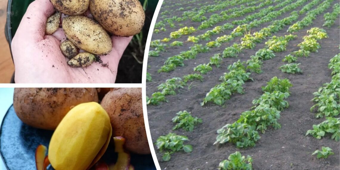 3 bulvių veislės, atsparios orų kaprizams ir duodančios iki 15 kg derliaus nuo krūmo