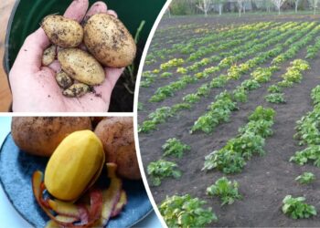 3 bulvių veislės, atsparios orų kaprizams ir duodančios iki 15 kg derliaus nuo krūmo