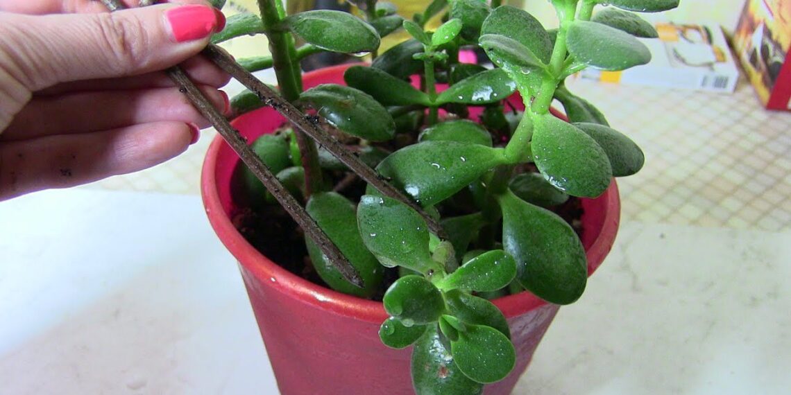 Kodėl kai kurie sodininkai į vazonus įkasa surūdijusią vinį? 3 ekspertai paaiškino