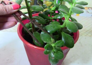 Kodėl kai kurie sodininkai į vazonus įkasa surūdijusią vinį? 3 ekspertai paaiškino