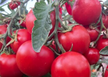 3 populiarios pomidorų veislės, kurių daugiau nepirksiu: 5 šokiruojančios nesėkmės priežastys