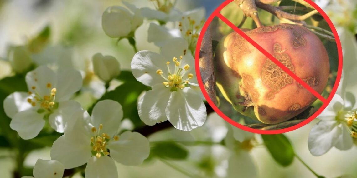 Kaip apsaugoti vaismedžius nuo rauplių: veiksmingas purškimo būdas