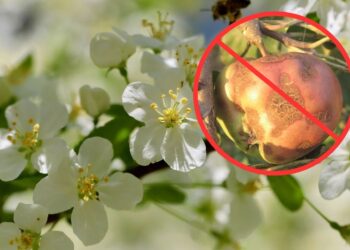 Kaip apsaugoti vaismedžius nuo rauplių: veiksmingas purškimo būdas