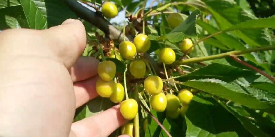 30 metų be chemijos kovoju su vapsvomis vyšniose: paprasti triukai, kurių daugelis sodininkų nežino