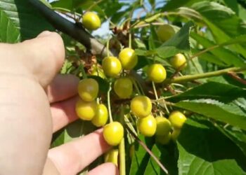 30 metų be chemijos kovoju su vapsvomis vyšniose: paprasti triukai, kurių daugelis sodininkų nežino