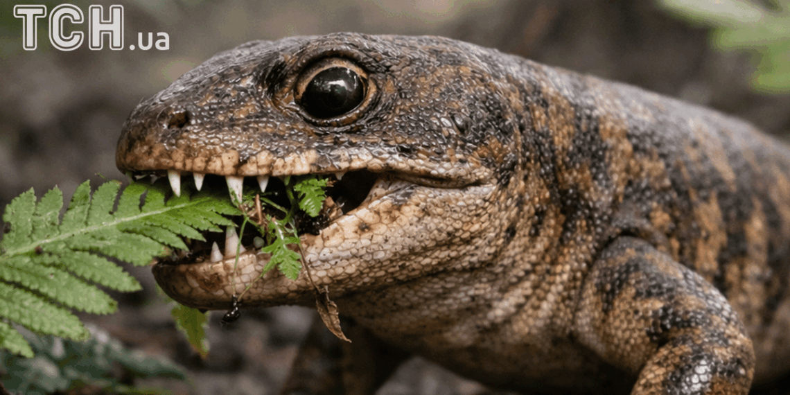 307 mln. metų paslaptis atskleista: rastas neįprastas „žolėdis“ plėšrūnas