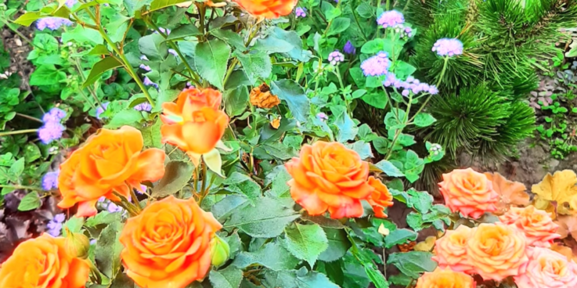 4 geriausios rožių palydovės: pasodinkite šalia ir pamirškite rūpesčius