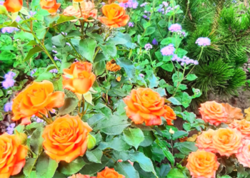 4 geriausios rožių palydovės: pasodinkite šalia ir pamirškite rūpesčius