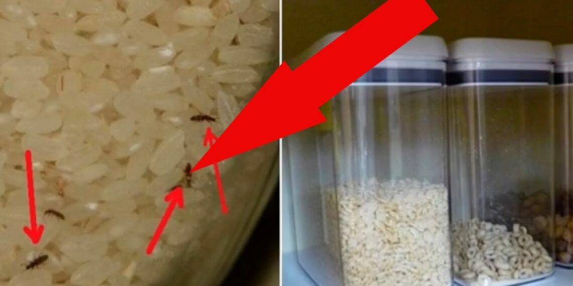 Paprasta gudrybė nuo vabzdžių kruopose: prireiks tik segtukų ir sąvaržėlių