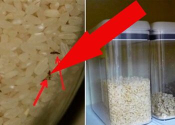 Paprasta gudrybė nuo vabzdžių kruopose: prireiks tik segtukų ir sąvaržėlių