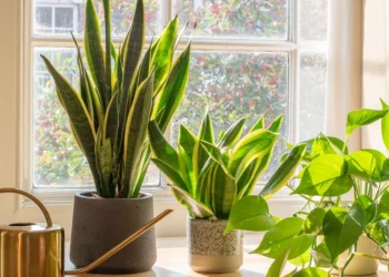 Šie 5 augalai gali pagerinti jūsų namų orą – verta turėti kiekvienam