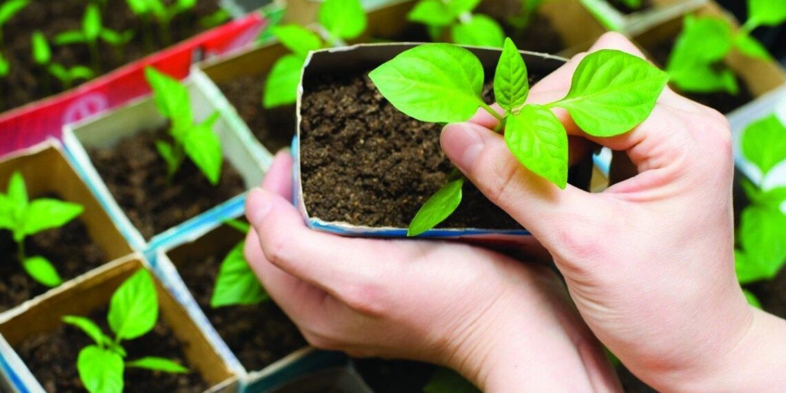 Atrodė teisinga, bet pražudė daigus: 5 klaidos, kurias daro daugelis