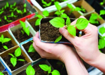 Atrodė teisinga, bet pražudė daigus: 5 klaidos, kurias daro daugelis