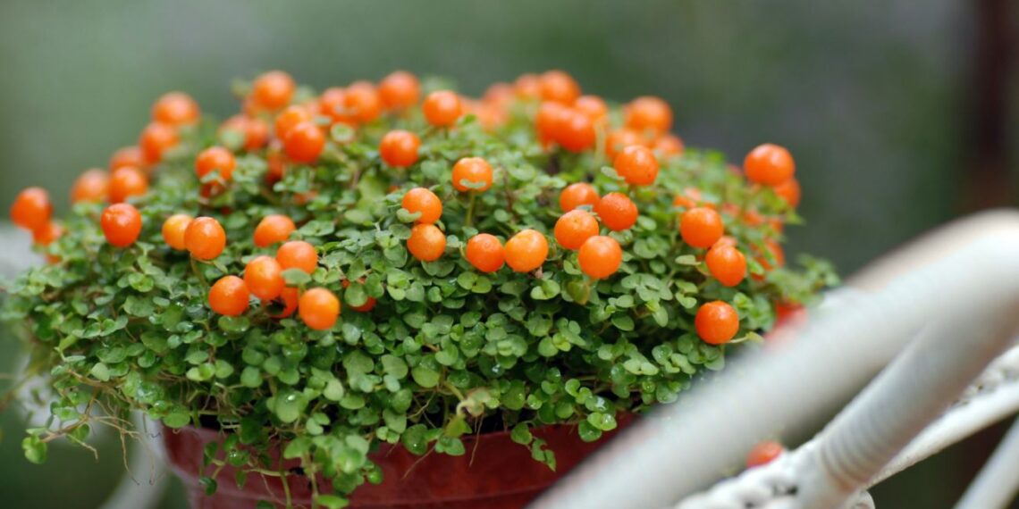 5 įspūdingos kambarinės gėlės, kurios namuose užaugina vaisius