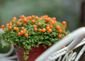 5 įspūdingos kambarinės gėlės, kurios namuose užaugina vaisius