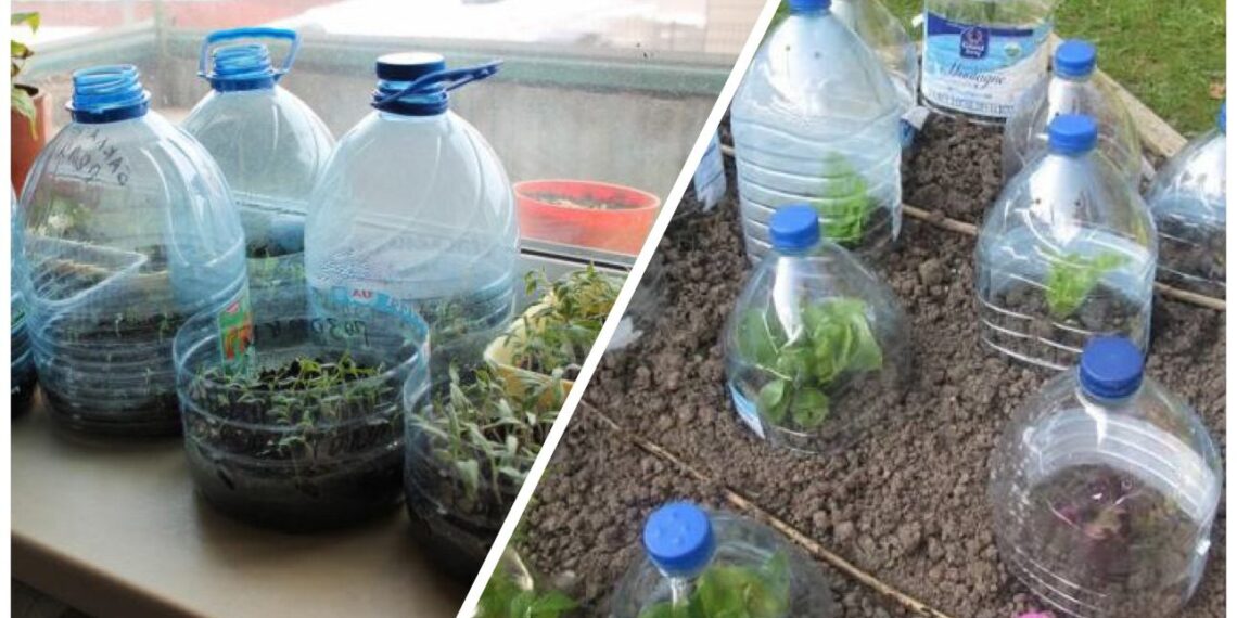 Neišmeskite 5 l plastikinių butelių: jie gali tapti miniatūriniais šiltnamiais