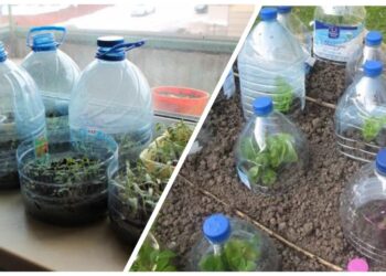 Neišmeskite 5 l plastikinių butelių: jie gali tapti miniatūriniais šiltnamiais