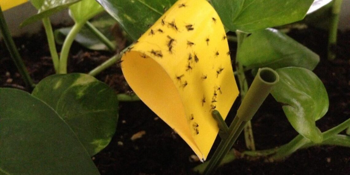 5 metus vargino musės vazonuose, kol atradau šį paprastą sprendimą