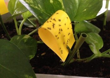 5 metus vargino musės vazonuose, kol atradau šį paprastą sprendimą