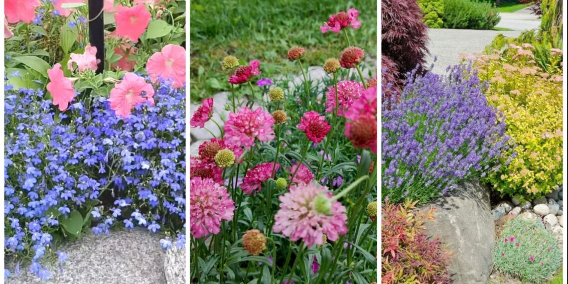 Be laistymo ir rūpesčių: 5 atsparūs daugiamečiai augalai