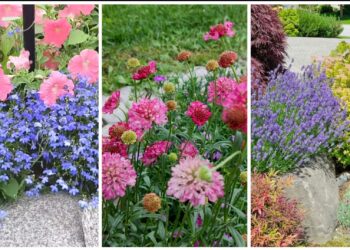 Be laistymo ir rūpesčių: 5 atsparūs daugiamečiai augalai