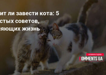 5 netikėti dalykai, dėl kurių katė gali apversti jūsų gyvenimą aukštyn kojomis