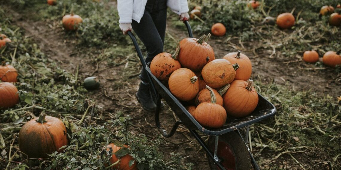 Šios moliūgų veislės nustebins skoniu – tiks ir sriuboms, ir desertams
