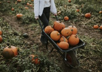 Šios moliūgų veislės nustebins skoniu – tiks ir sriuboms, ir desertams
