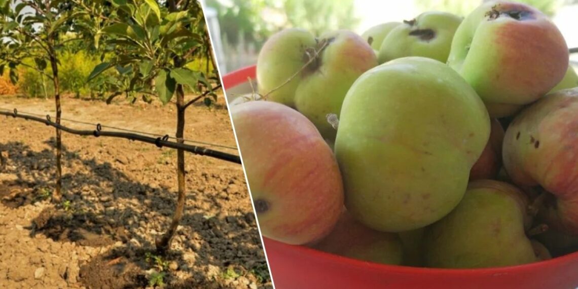 Senas agronomo triukas: apipurkškite obelis prieš pumpurus ir kenkėjų bus mažiau