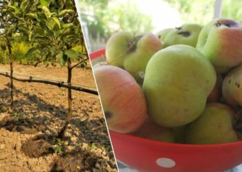 Senas agronomo triukas: apipurkškite obelis prieš pumpurus ir kenkėjų bus mažiau