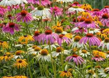 9 daugiamečiai augalai, kurie žydi visą vasarą ir sėkmingai žiemoja grunte