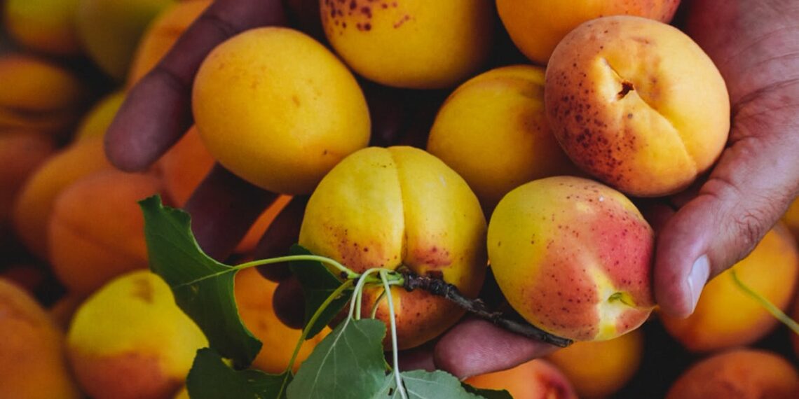 Abrikosai derės kasmet: 3 trąšos, kurias naudoja patyrę sodininkai