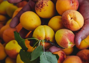 Abrikosai derės kasmet: 3 trąšos, kurias naudoja patyrę sodininkai