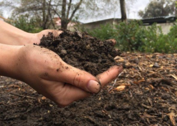 Kaip tinkamai dezinfekuoti augalų substratą: 3 veiksmingi būdai nuo ligų ir kenkėjų