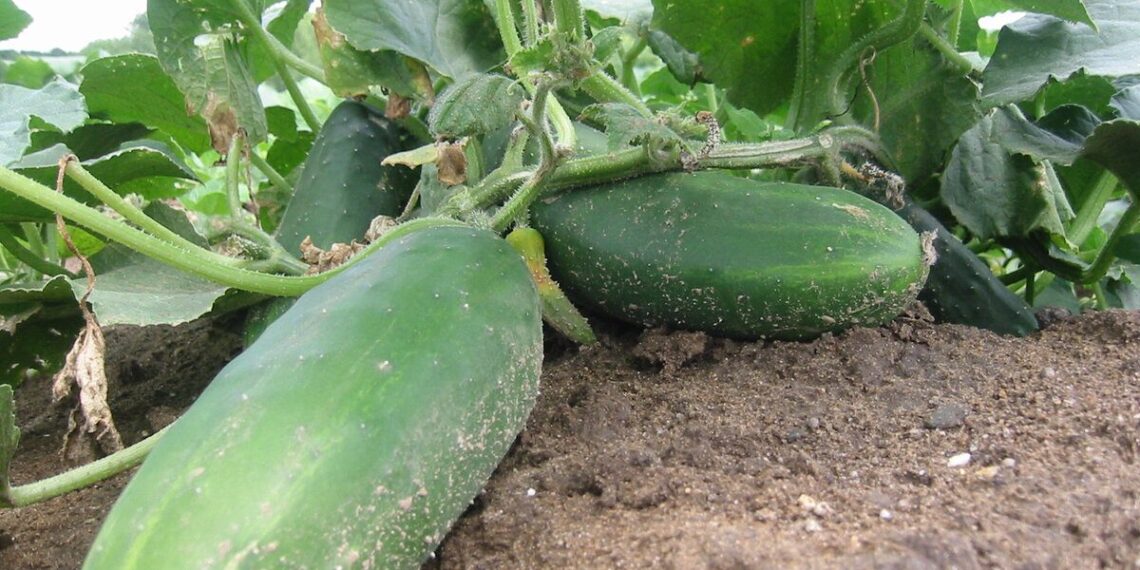 Kaip užauginti gausų agurkų derlių net per šalnas: laistymo būdas ir veislės pasirinkimas