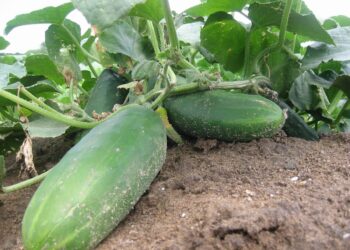 Kaip užauginti gausų agurkų derlių net per šalnas: laistymo būdas ir veislės pasirinkimas
